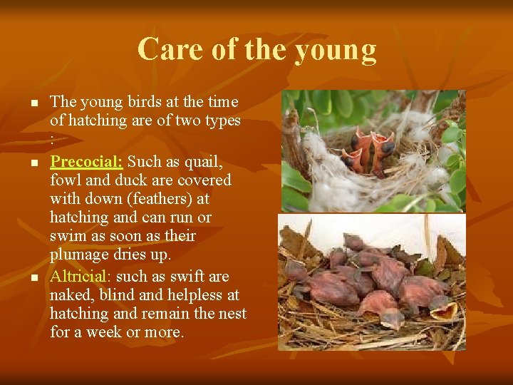 Care of the young n n n The young birds at the time of