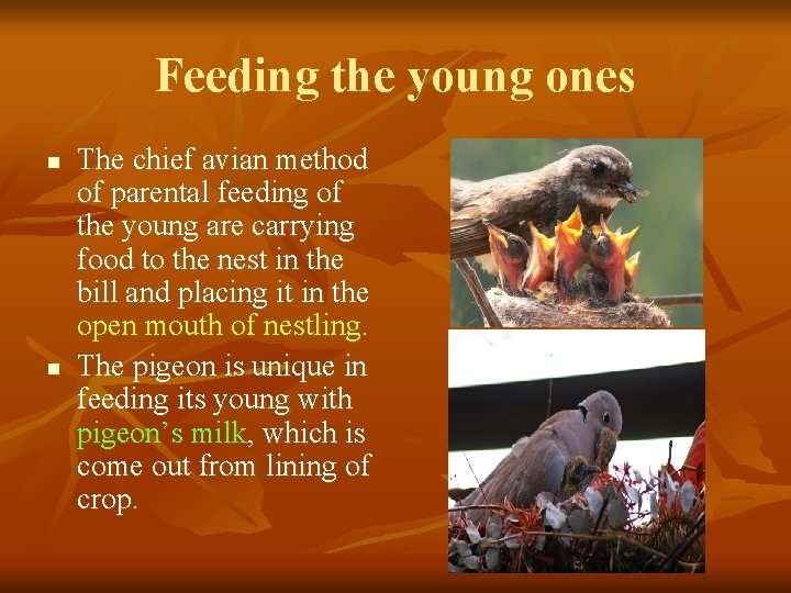 Feeding the young ones n n The chief avian method of parental feeding of