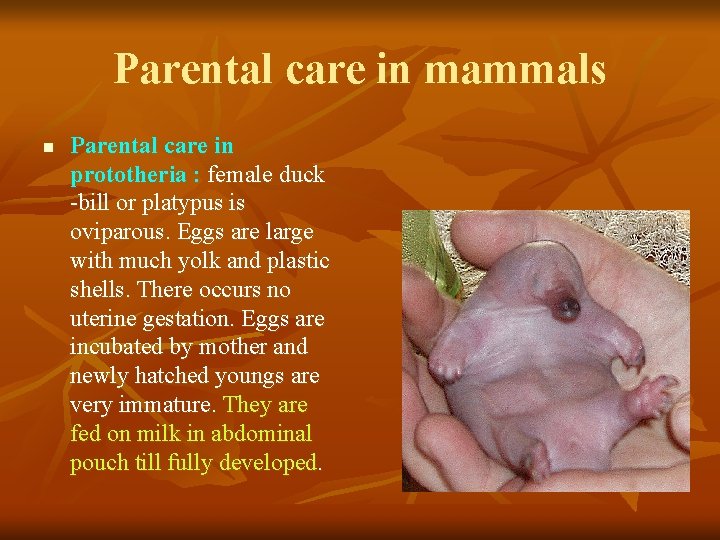 Parental care in mammals n Parental care in prototheria : female duck -bill or