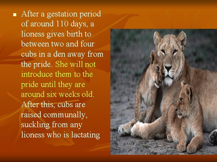 n After a gestation period of around 110 days, a lioness gives birth to