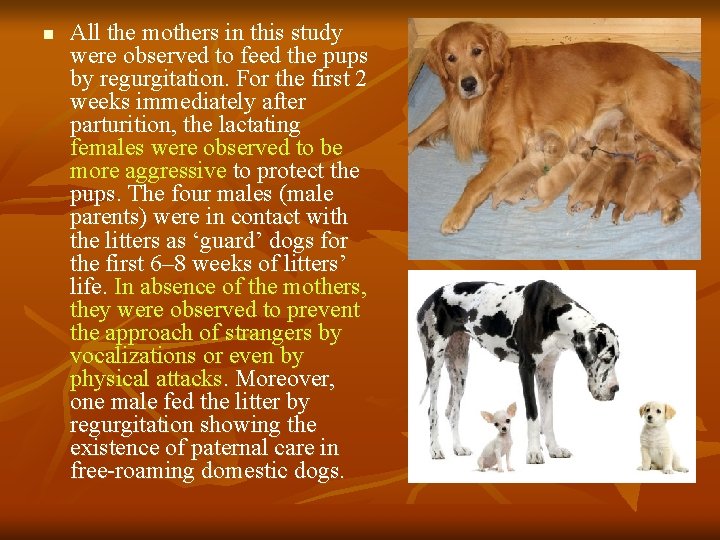 n All the mothers in this study were observed to feed the pups by