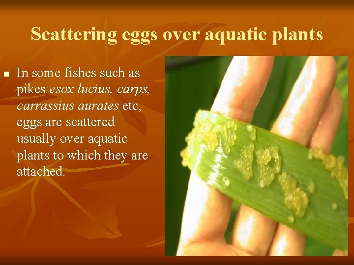 Scattering eggs over aquatic plants n In some fishes such as pikes esox lucius,