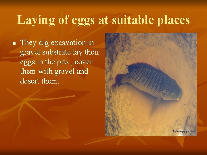 Laying of eggs at suitable places n They dig excavation in gravel substrate lay