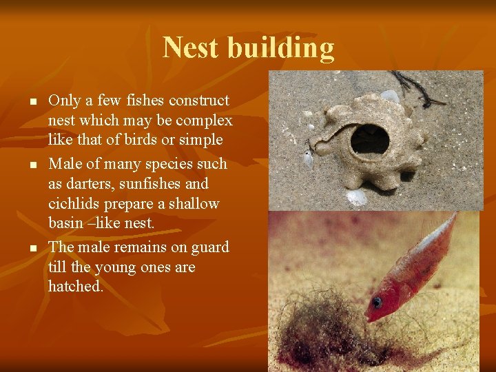 Nest building n n n Only a few fishes construct nest which may be