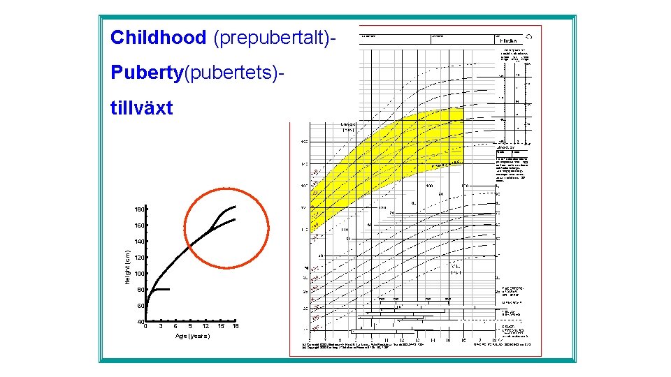 Childhood (prepubertalt)Puberty(pubertets)tillväxt 180 160 Height (cm) 140 120 100 80 60 40 0 3