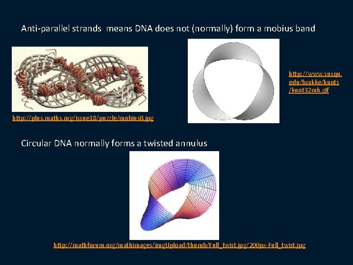 Anti-parallel strands means DNA does not (normally) form a mobius band http: //www. susqu.