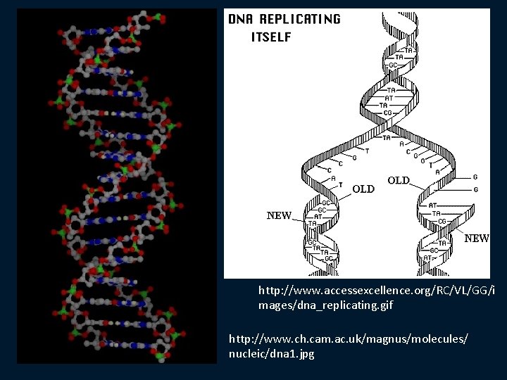 http: //www. accessexcellence. org/RC/VL/GG/i mages/dna_replicating. gif http: //www. ch. cam. ac. uk/magnus/molecules/ nucleic/dna 1.