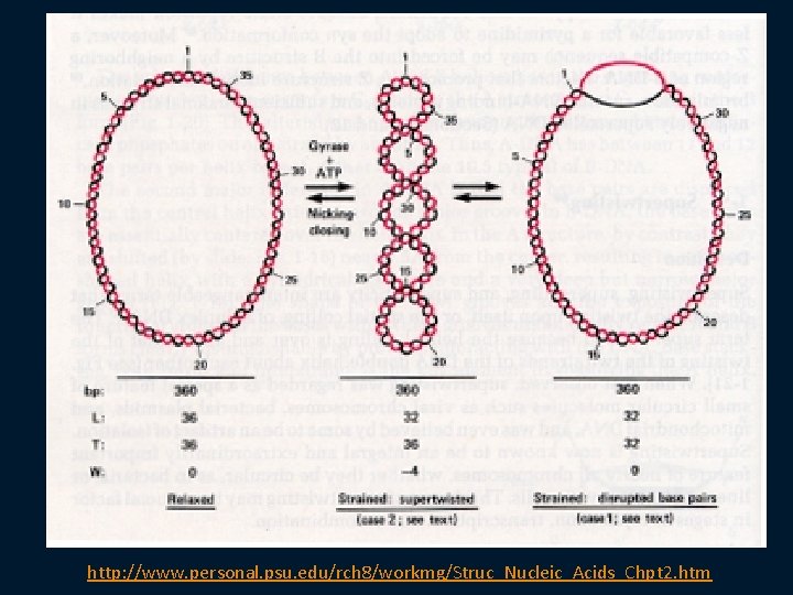 http: //www. personal. psu. edu/rch 8/workmg/Struc_Nucleic_Acids_Chpt 2. htm 