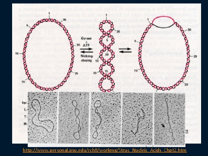 http: //www. personal. psu. edu/rch 8/workmg/Struc_Nucleic_Acids_Chpt 2. htm 