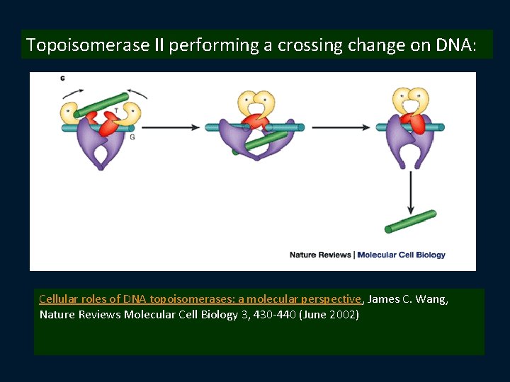 Topoisomerase II performing a crossing change on DNA: Cellular roles of DNA topoisomerases: a