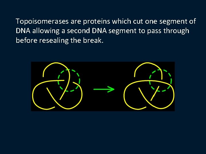 Topoisomerases are proteins which cut one segment of DNA allowing a second DNA segment