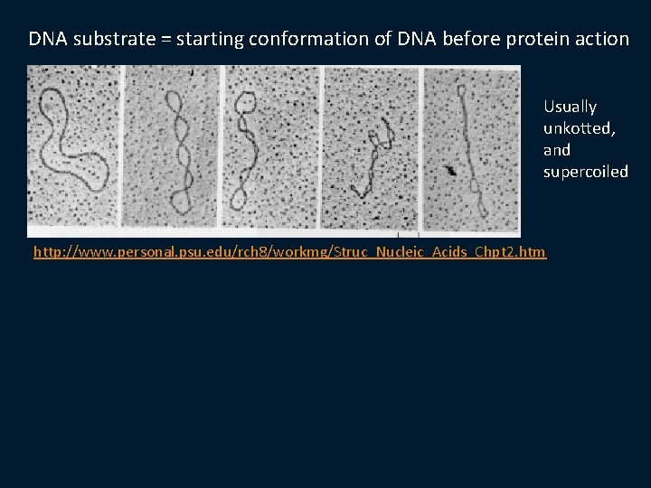 DNA substrate = starting conformation of DNA before protein action Usually unkotted, and supercoiled