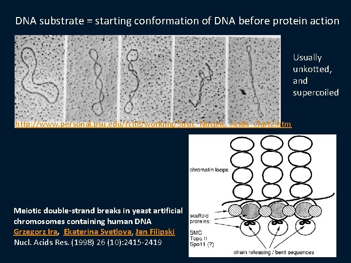 DNA substrate = starting conformation of DNA before protein action Usually unkotted, and supercoiled