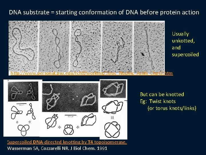 DNA substrate = starting conformation of DNA before protein action Usually unkotted, and supercoiled