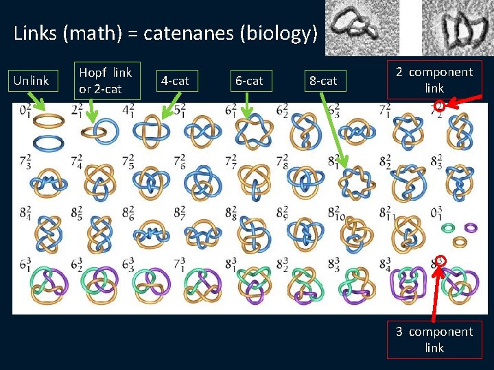 Links (math) = catenanes (biology) Unlink Hopf link or 2 -cat 4 -cat 6