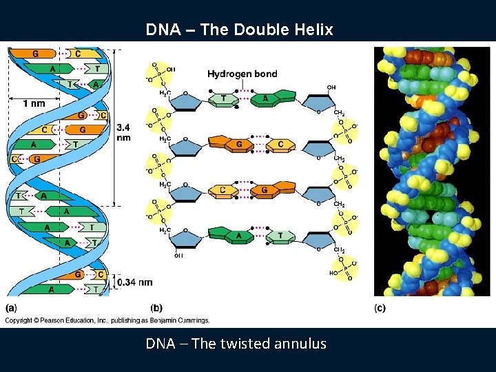 DNA – The Double Helix DNA – The twisted annulus 