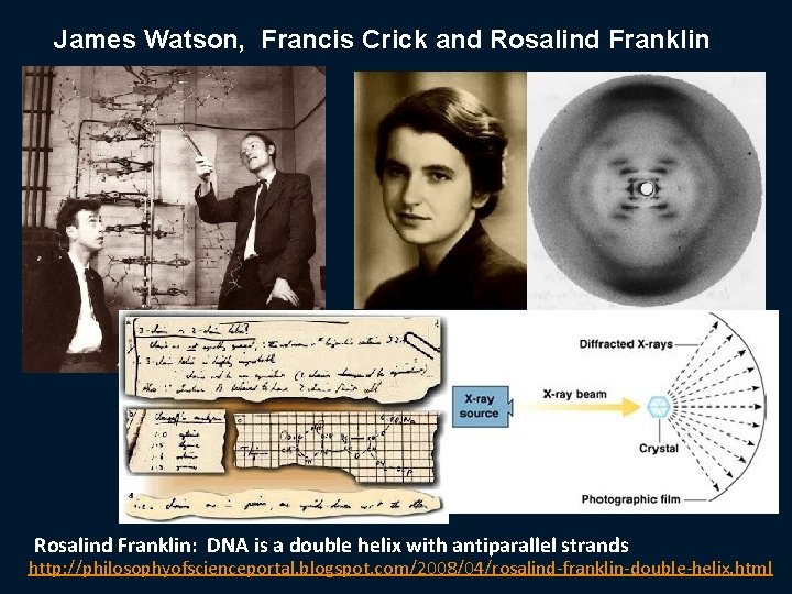 James Watson, Francis Crick and Rosalind Franklin: DNA is a double helix with antiparallel