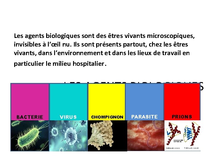 Les agents biologiques sont des êtres vivants microscopiques, invisibles à l’œil nu. Ils sont