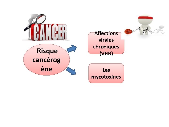 Risque cancérog ène Affections virales chroniques (VHB) Les mycotoxines 