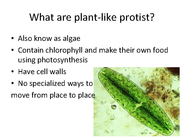 What are plant-like protist? • Also know as algae • Contain chlorophyll and make