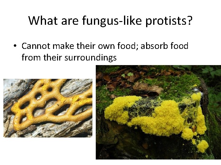 What are fungus-like protists? • Cannot make their own food; absorb food from their