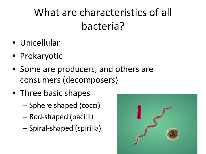 What are characteristics of all bacteria? • Unicellular • Prokaryotic • Some are producers,