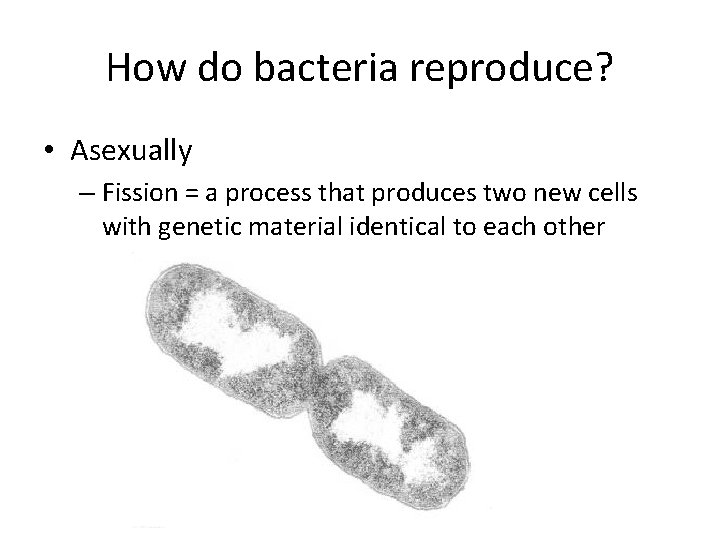 Bacteria Protists Fungi Bacteria What are characteristics of