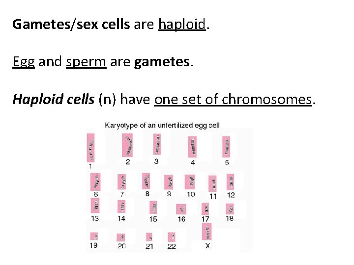 Gametes/sex cells are haploid. Egg and sperm are gametes. Haploid cells (n) have one