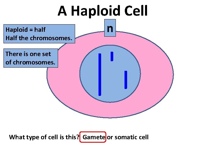 A Haploid Cell Haploid = half Half the chromosomes. n There is one set
