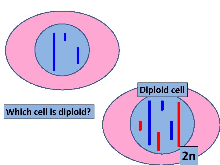 Diploid cell Which cell is diploid? 2 n 