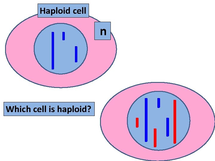 Haploid cell n Which cell is haploid? 