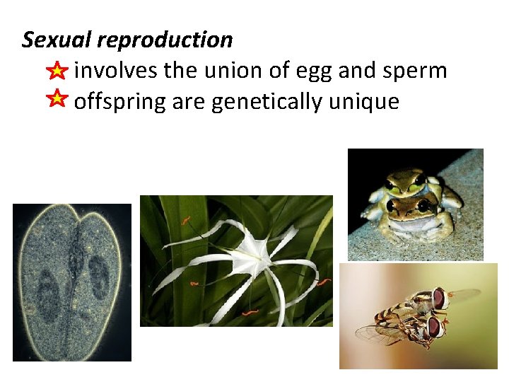 Sexual reproduction involves the union of egg and sperm offspring are genetically unique 