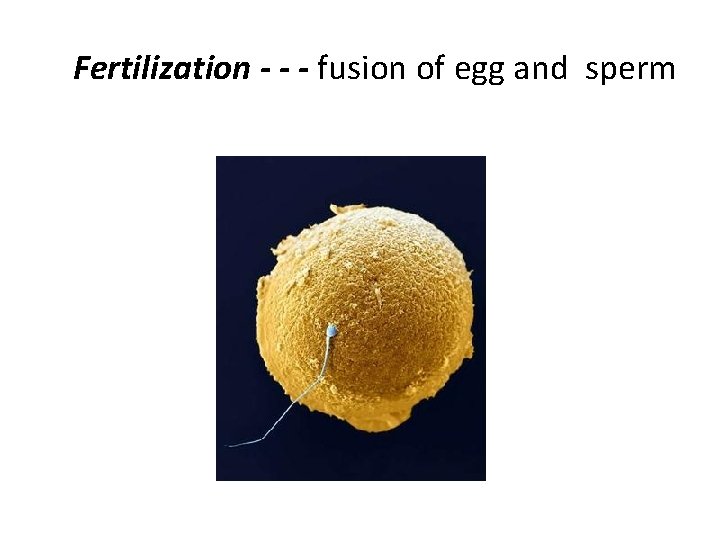 Fertilization - - - fusion of egg and sperm 