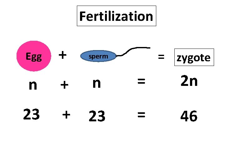 Fertilization Egg + sperm n + n = 2 n 23 + 23 =