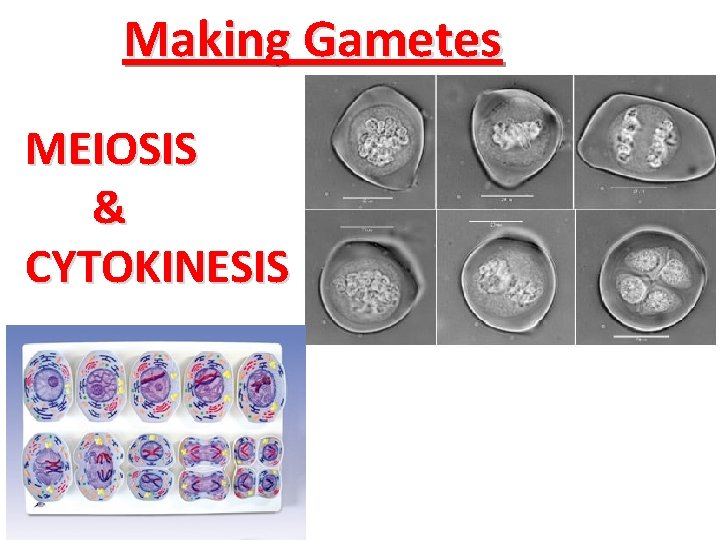 Making Gametes MEIOSIS & CYTOKINESIS 