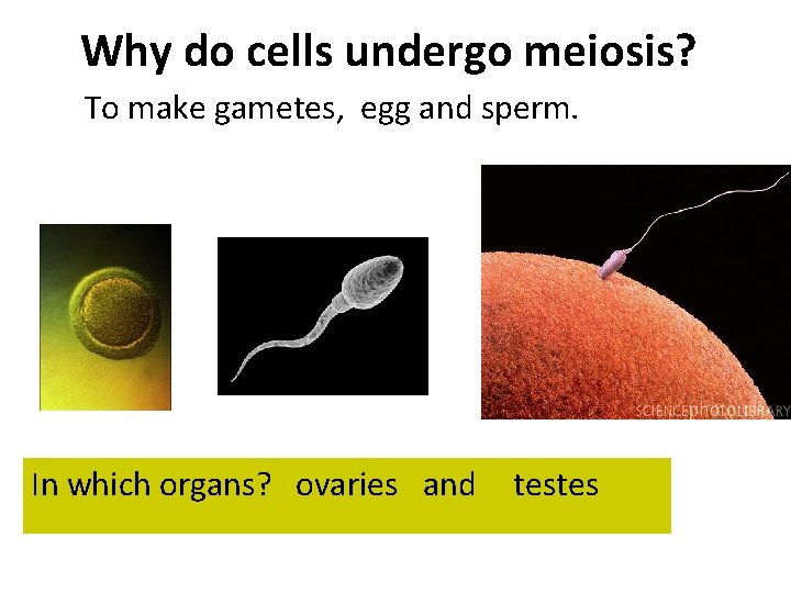 Why do cells undergo meiosis? To make gametes, egg and sperm. In which organs?