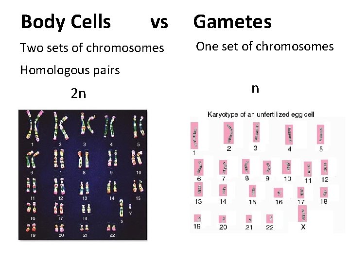 Body Cells vs Two sets of chromosomes Gametes One set of chromosomes Homologous pairs