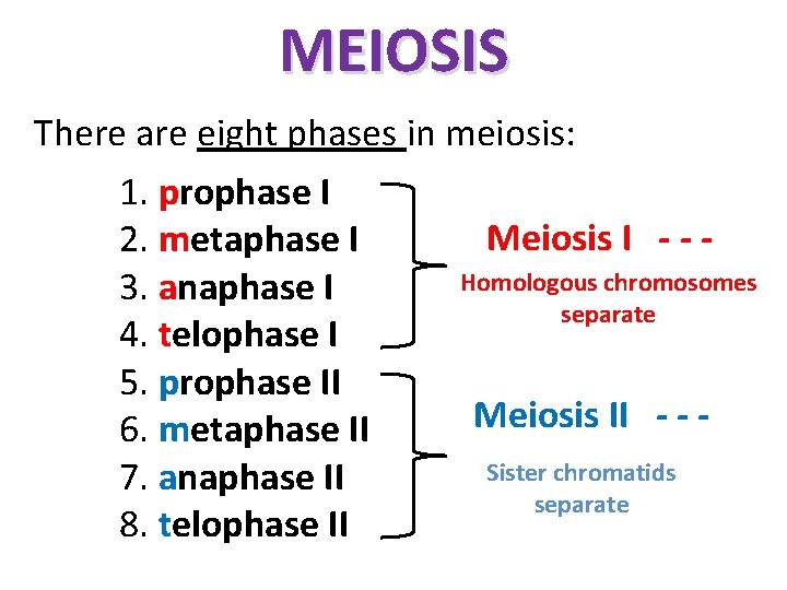 MEIOSIS There are eight phases in meiosis: 1. prophase I 2. metaphase I 3.