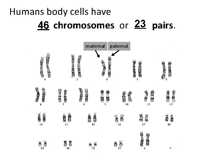 Humans body cells have 46 chromosomes or 23 pairs. maternal paternal 