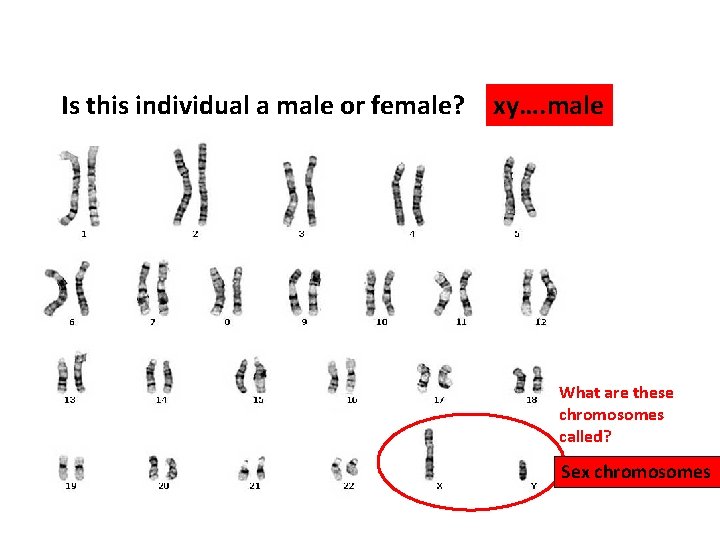 Is this individual a male or female? xy…. male What are these chromosomes called?