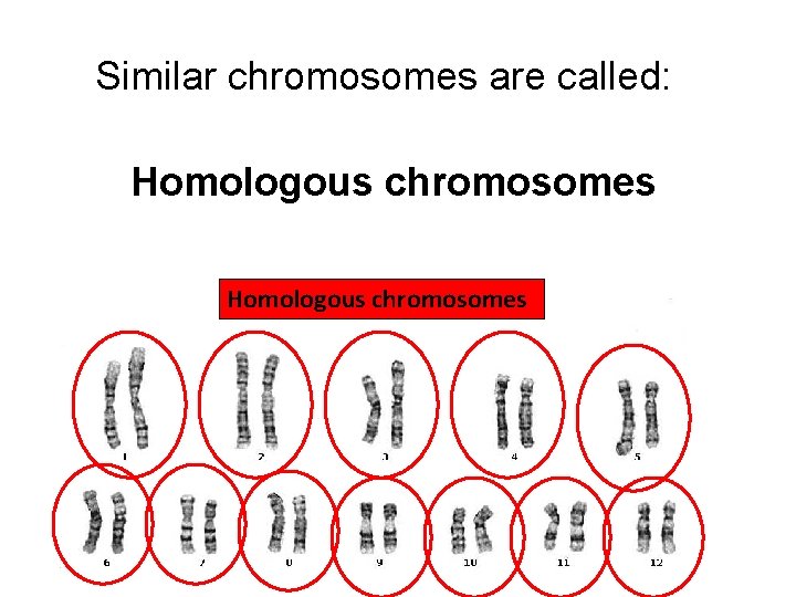 Similar chromosomes are called: Homologous chromosomes 