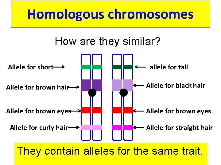 Homologous chromosomes How are they similar? Allele for short allele for tall Allele for