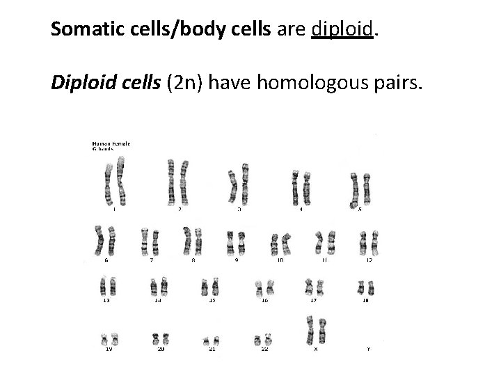 Somatic cells/body cells are diploid. Diploid cells (2 n) have homologous pairs. 