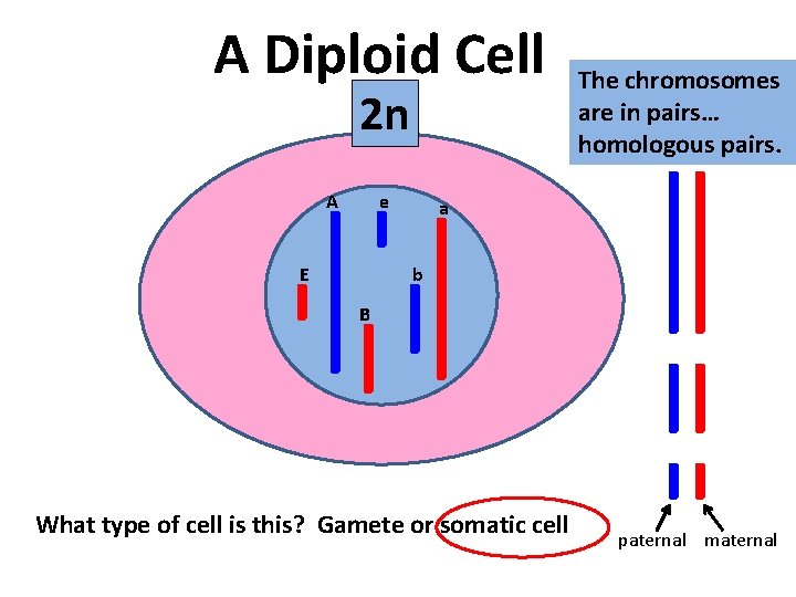 A Diploid Cell 2 n A e E The chromosomes are in pairs… homologous