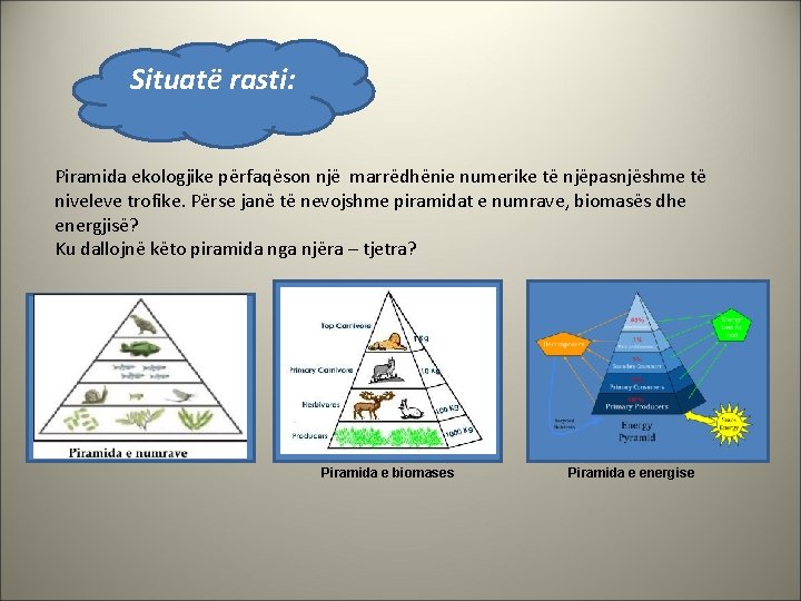 Situatë rasti: Piramida ekologjike përfaqëson një marrëdhënie numerike të njëpasnjëshme të niveleve trofike. Përse