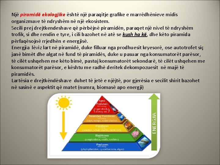 ENERGJIA Një piramidë ekologjike është një paraqitje grafike e marrëdhënieve midis organizmave të ndryshëm