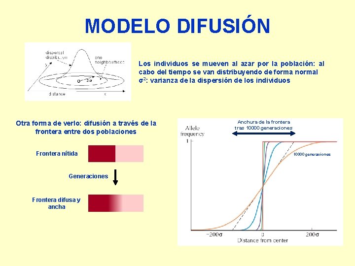 MODELO DIFUSIÓN Los individuos se mueven al azar por la población: al cabo del