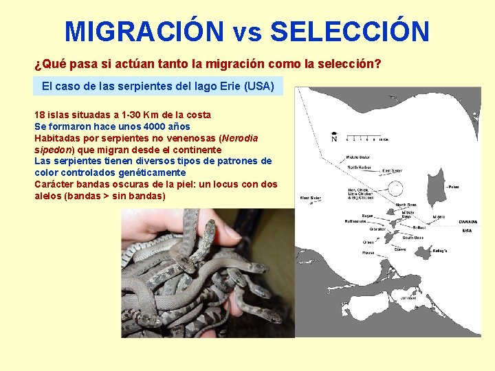 MIGRACIÓN vs SELECCIÓN ¿Qué pasa si actúan tanto la migración como la selección? El