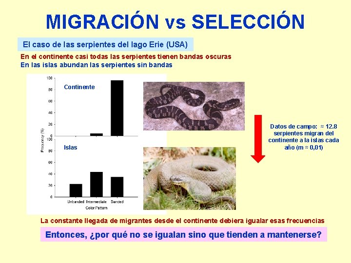 MIGRACIÓN vs SELECCIÓN El caso de las serpientes del lago Erie (USA) En el