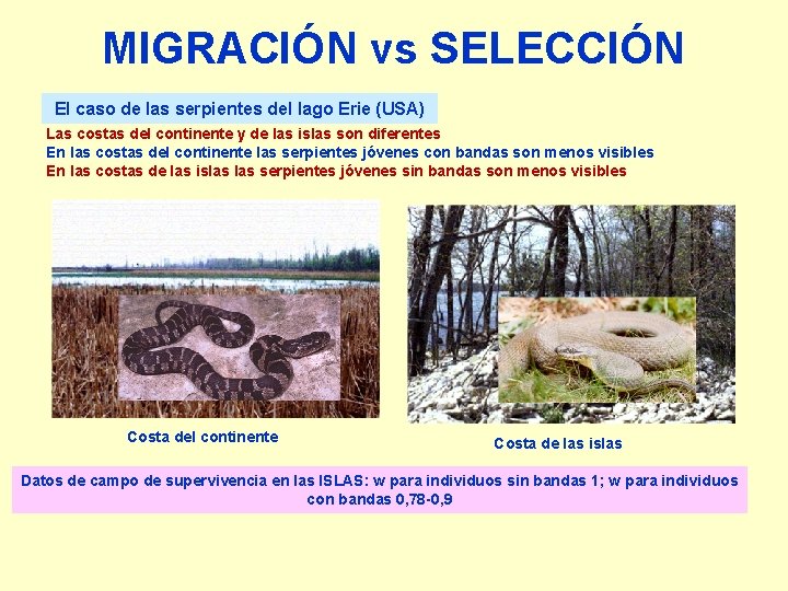 MIGRACIÓN vs SELECCIÓN El caso de las serpientes del lago Erie (USA) Las costas